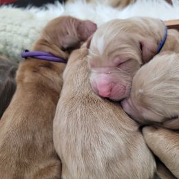 Goldendoodle Puppies from Auburn Hills Doodles & Poodles