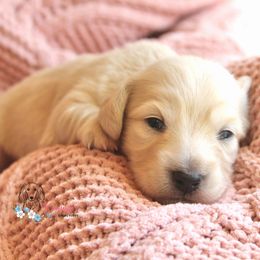 Girl 2 - Cream female Dachshund puppy in Laurel, Mississippi from Kissinger Dachshunds