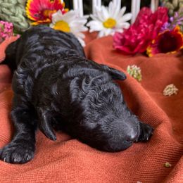 Black Collar - Black male Poodle puppy in Pendleton, Oregon from Wilks Pups - Standard Poodles