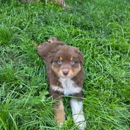 Tomatillo - Red tri-color male Australian Shepherd puppy in Albany, Oregon from Red Cloud Australian Shepherds and DeGray Great Danes & Bulldogs