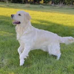 Golden Retrievers from Candy Mountain Creams
