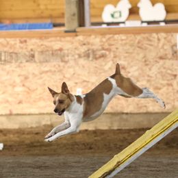 Rat Terriers from Sultan Briars