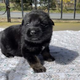 Belgian Malinois and German Shepherd Puppies from Abenteurer German Shepherds & Belgian Malinois