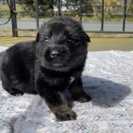 Belgian Malinois and German Shepherd Puppies from Abenteurer German Shepherds & Belgian Malinois