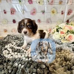 Rose - Piebald female Dachshund puppy in Adamsville, Tennessee from Shiloh Ridge Dachshunds