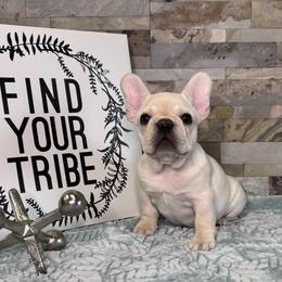 Cream - Cream male French Bulldog puppy in Sterling Heights, Michigan from Freshwater Frenchies