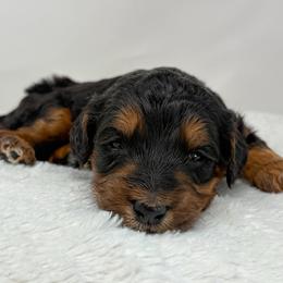 Espresso - Phantom male Bernedoodle puppy in Fleming, Colorado from Vandenbark Doodles
