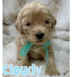 Cloudy - Cream female Australian Labradoodle puppy in Upland, California from Kings Labradoodles