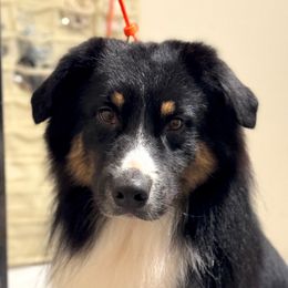 Reaper - Australian Shepherd