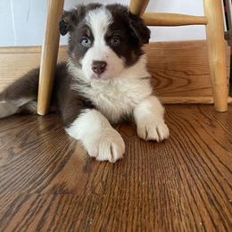 Australian Shepherd Puppies from Spring Creek Pups