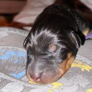 Beauceron Puppies from Shepherd's Heart Beaucerons