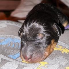Beauceron Puppies from Shepherd's Heart Beaucerons