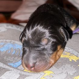 Beauceron Puppies from Shepherd's Heart Beaucerons