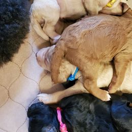 Poodle Puppies from Deborah Busch Poodles