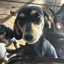 Jesse - Dachshund