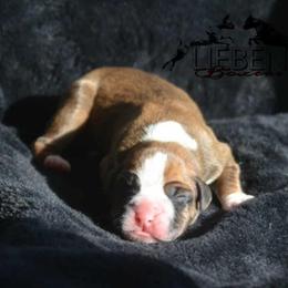 Veritas - Fawn male Boxer puppy in Earlsboro, Oklahoma from Lieben Boxers