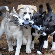 Canaan Dogs from River Rock