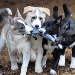 Canaan Dogs from River Rock
