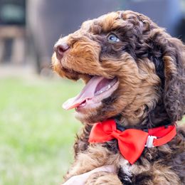 Sausage - Brown Bernedoodle puppy in Columbus, Georgia from Woofington Place Doodles