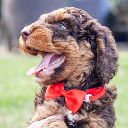Sausage - Brown Bernedoodle puppy in Columbus, Georgia from Woofington Place Doodles