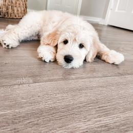 Goldendoodle Puppies from Sandy Creek Doodles