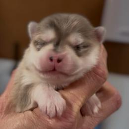 Chardonnay - Merle female Pomsky puppy in Spring Hill, Florida from PDQ Pomskies