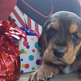 Female 1 - Black tan and white female Basset Hound puppy in Robbins, Tennessee from Orange Mountain Basset Hounds