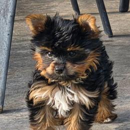 Girl 1 - Black and gold female Yorkshire Terrier puppy in Nampa, Idaho from Richard's Yorkies
