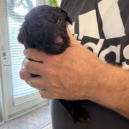 Chestnut Praline - Chocolate female Goldendoodle puppy in Arlington, Texas from Chambers Doodle Patch