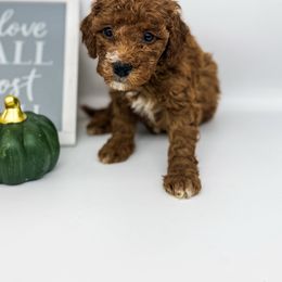 Evergreen - Red  male Goldendoodle puppy in O'fallon, Missouri from Rockin R Doodles