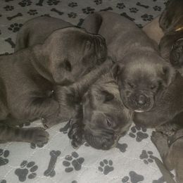 Cane Corso from Blue Water Kennels of Oklahoma