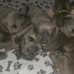 Cane Corso from Blue Water Kennels of Oklahoma