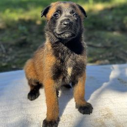 Boy 4 - Red sable male Belgian Malinois puppy in Russellville, Kentucky from KCK9
