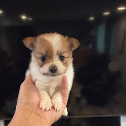 Stacey - Black & tan tri-color female Maltipoo puppy in Sedro Woolley, Washington from Absher Ranch