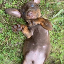 Dachshund Puppies from Crenshaw Dachshunds