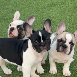 Lilac fawn pied - White and fawn female French Bulldog puppy in Port St. Lucie, Florida from Beyond Blessed Breeding