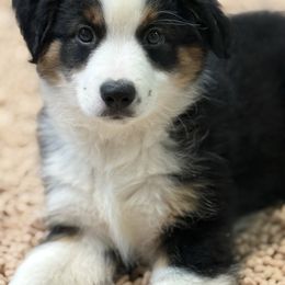 Boy 6 Mini Aussie - Black tri male Miniature Australian Shepherd puppy in Pensacola, Florida from TNT MINI AUSSIES