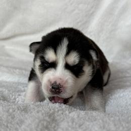 Blaire (Light Pink) - Black and white female Siberian Husky puppy in Ellijay, Georgia from Appalachian Siberians LLC