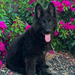 Clark - Black male German Shepherd puppy in Plumas Lake, California from Zwinger Vom Greifjäger