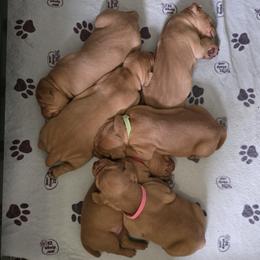 Vizsla puppies from Smokey Mountain Vizslas