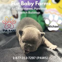 Michael - Blue fawn male French Bulldog puppy in Michigan from Fur Baby Farms