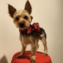 Lola - Yorkshire Terrier