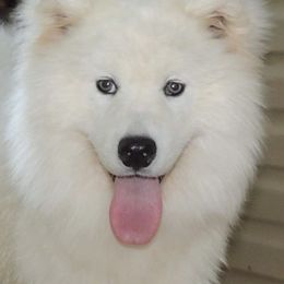 Bela - Samoyed