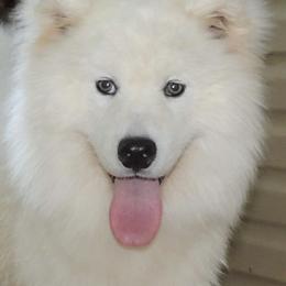 Bela - Samoyed