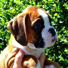 Boxer Puppies from Clinch Mountain Boxers