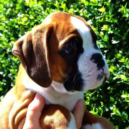 Boxer Puppies from Clinch Mountain Boxers