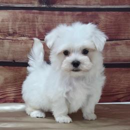 Luca - White male Maltese puppy in Monticello, Iowa from Ashley’s Puppies