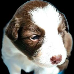 Breeze - White and red female Border Collie puppy in Cedar Springs, Michigan from Lyncroft Border Collies