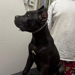 Black Collar Male - Black male Cane Corso puppy in San Jacinto, California from Premium Cane Corso