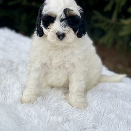 Bernedoodle and Goldendoodle Puppies from Farmland Doodles